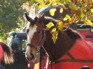A-B Clydesdales
